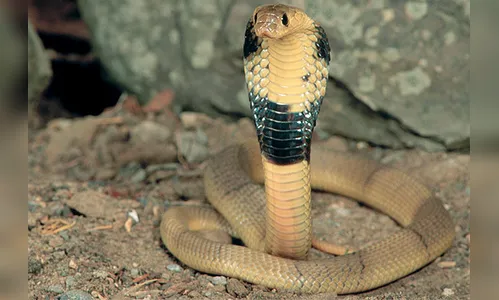 Homem acha serpente venenosa dentro de sapato; veja vídeo