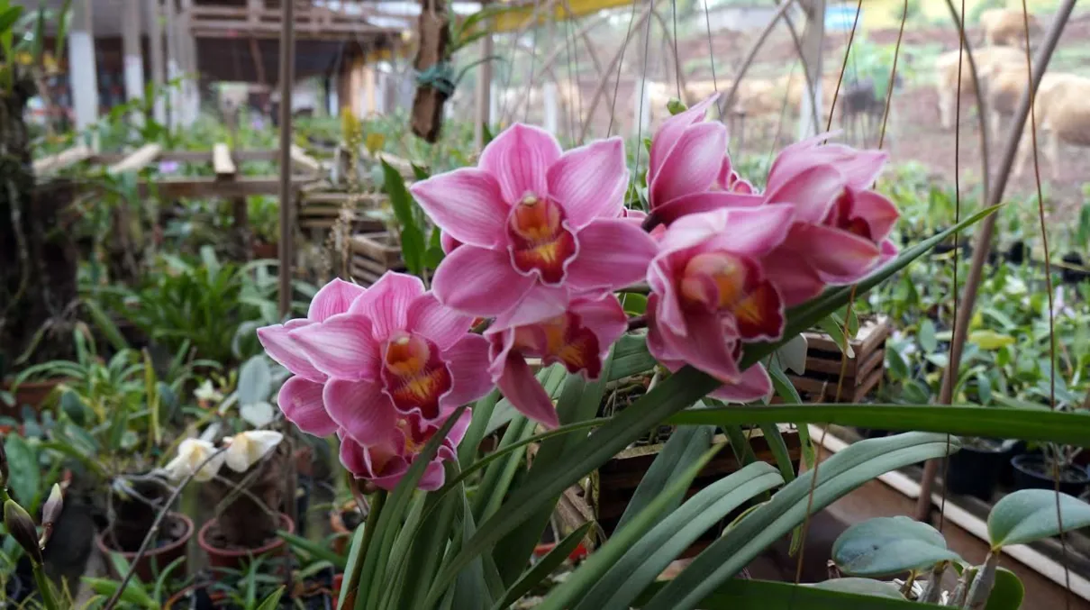 Orquídeas são atração em exposição. Foto: Tribuna do Norte