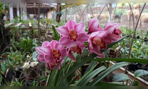 Orquídeas são atração de exposição em Jardim Alegre