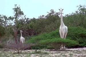 Duas girafas brancas raríssimas foram filmadas em reserva no Quênia - Foto: Reprodução/Youtube