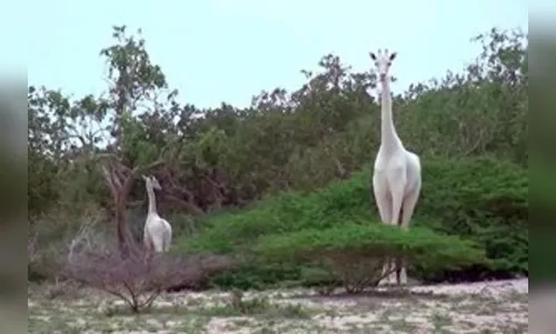Duas girafas brancas raríssimas são filmadas em reserva no Quênia