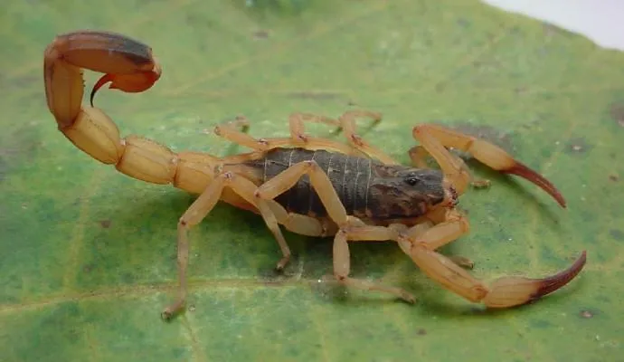 O escorpião amarelo é o mais perigoso - Foto: TNONLINE