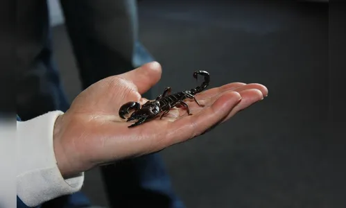 Califórnia realiza mutirão de limpeza para combater mosquito e escorpião