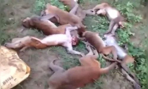 12 macacos morrem de ataque cardíaco após susto com Tigre - veja vídeo