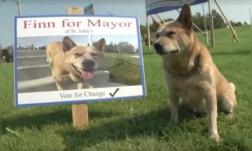 Dono lança cachorro 'candidato' a prefeito no Canadá
