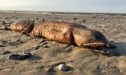 A estranha criatura de dentes afiados encontrada em praia do Texas após passagem de furacão