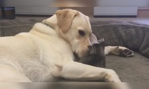 Cachorro é o 'melhor amigo' de gatinha recém-nascida