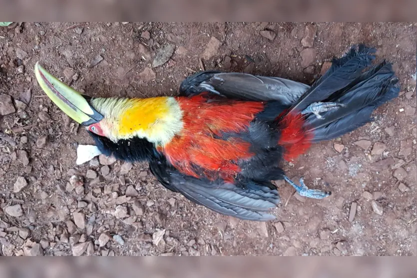 Animais silvestres correm riscos nas áreas urbanas 