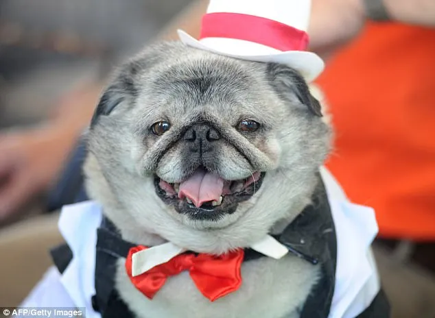  Cachorro ficou bonito com  smoking, comprado com dinheiro de fraude - Foto: Getty Images