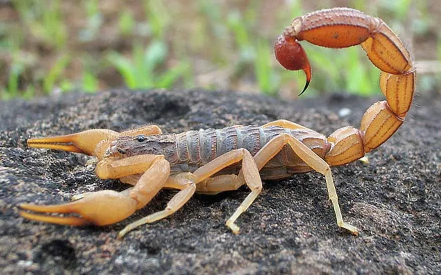 Duas crianças morreram no Paraná recentemente após serem picadas por escorpiões - Foto: portal Vida no Campo