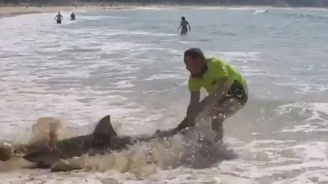 Tubarão é levado de volta para o mar por homem na Austrália - Foto: Reprodução / Twitter