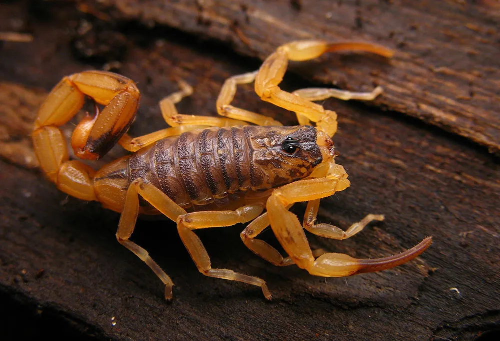 No Paraná, existem vários tipos de escorpiões nativos, como o marrom (Tityus bahiensis) - Foto: Divulgação