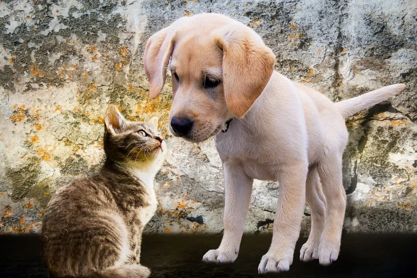 Cachorros são os pets mais comuns (79%), seguidos dos gatos (42%) - Foto: Pixabay