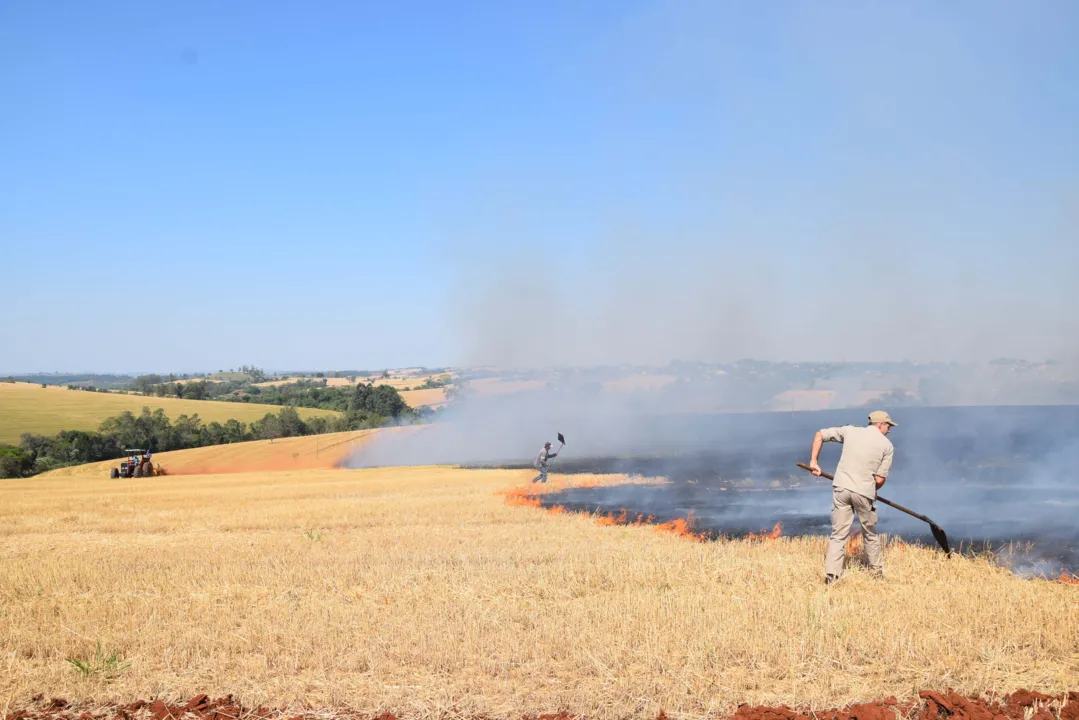 Três sítios, totalizando aproximadamente 10 alqueires de área colhida de trigo, foram queimados  em Ivaiporã. Foto: Ivan Maldonado