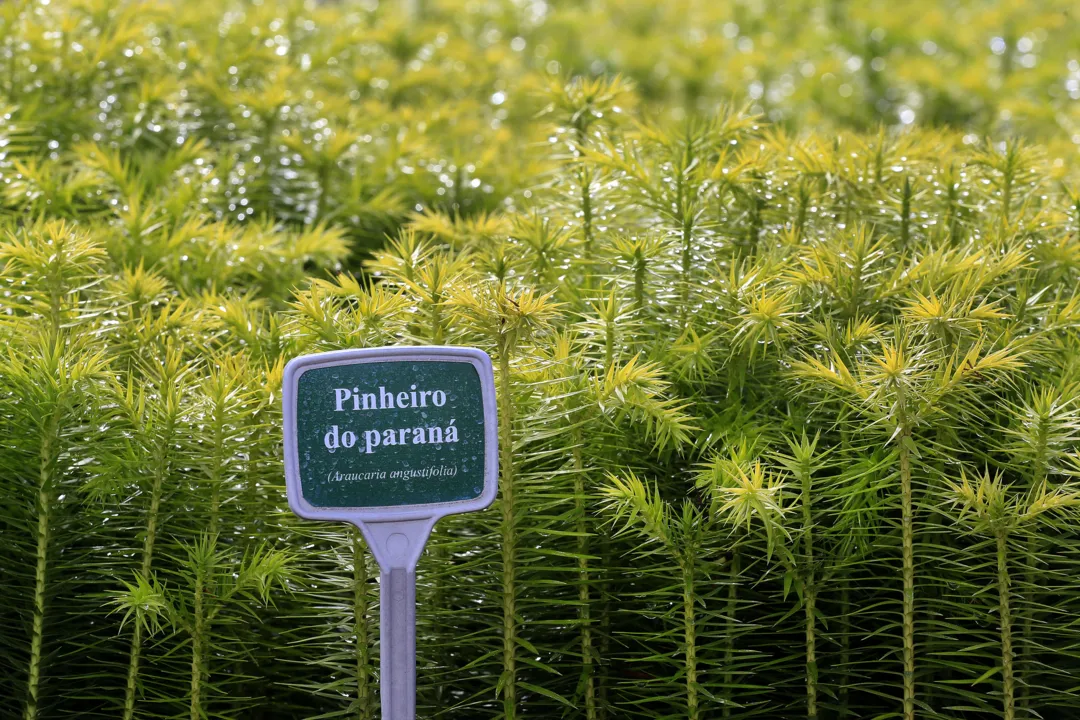 Doação de mudas de árvores nativas cresce 49% no Paraná