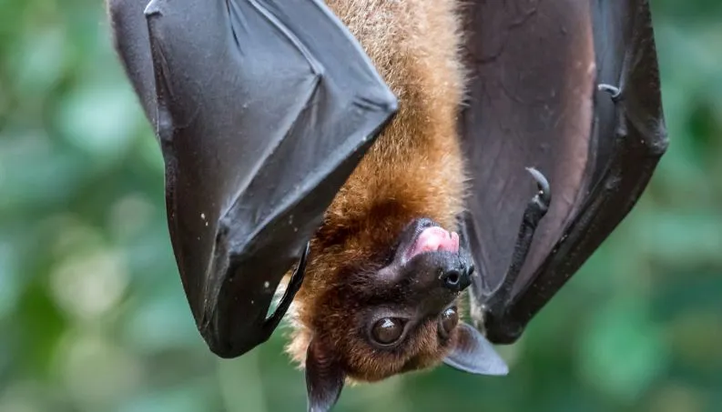 Mais um morcego com o vírus da raiva foi localizado em Curitiba - Foto: BENJAMIN B/SHUTTERSTOCK