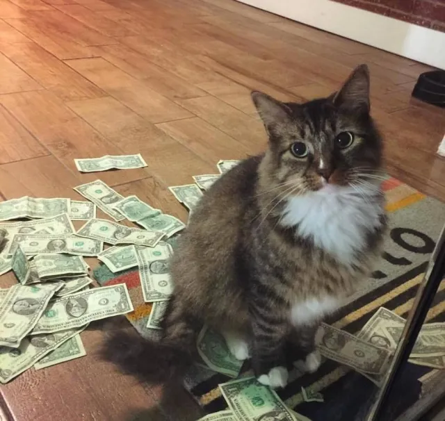 Dinheiro arrecadado pelo gato é doado à instituições de caridade. (Foto: Facebook/CASHnipKitty)
