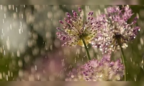 Segunda-feira começa chuvosa em Apucarana e região