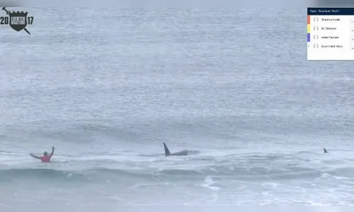 Campeonato de surfe é 'invadido' por orcas; veja o vídeo