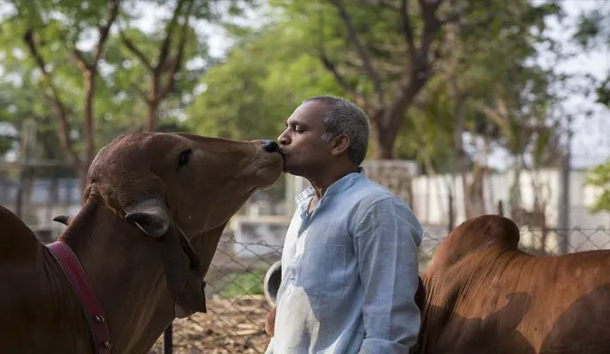O amor de Parsana pelas vacas vai muito além de hábitos sagrados. (Foto: Asia Press)