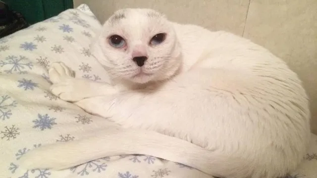 Gato sem orelhas foi abandonado e depois adotado - Foto: Instagram / Reprodução