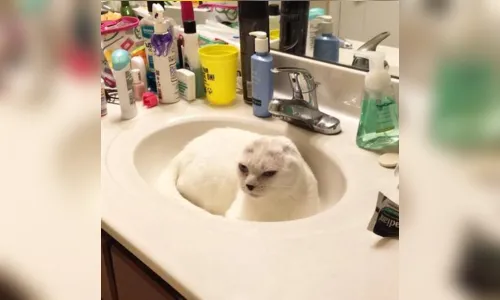
							Gato sem orelhas faz sucesso na internet; veja vídeo
						
						