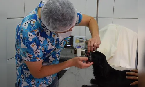 Prefeituras e ONGs realizam esterilização gratuita de animais na região