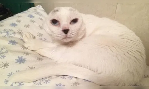 Gato sem orelhas faz sucesso na internet; veja vídeo