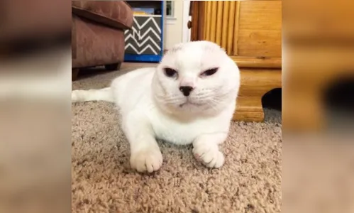 
							Gato sem orelhas faz sucesso na internet; veja vídeo
						
						