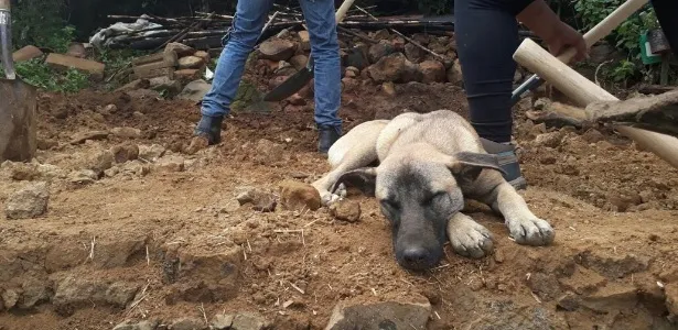Jacinto, o cão que espera pelo dono morto no terremoto que atingiu o México