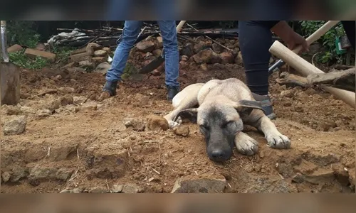 Jacinto, o cão que espera pelo dono morto no terremoto que atingiu o México