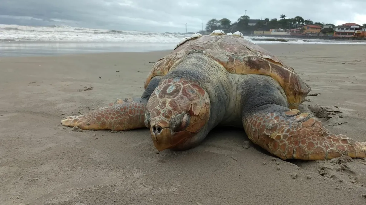 Tartaruga 'cabeçuda' é a segunda mais comum no litoral do Paraná  - Foto: Almir Alves/Arquivo pessoal 