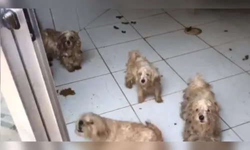 ONG de Luisa Mell resgata 135 cães de canil acusado de maus-tratos