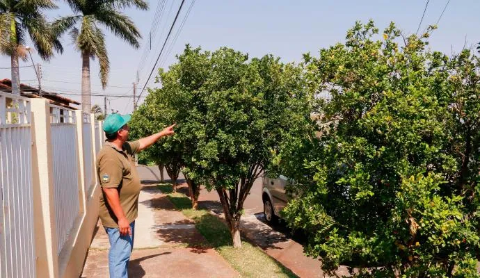 Prefeitura vai erradicar todas as árvores da espécie Falsa Murta.