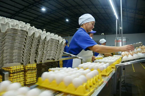 Produtores de ovos de Arapongas comemoram aumento no consumo médio do produto | Foto: Sérgio Rodrigo