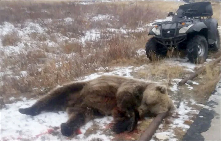 Urso foi morto por populares após trucidar menino de 6 anos na Sibéria - Foto: The Siberian Times
