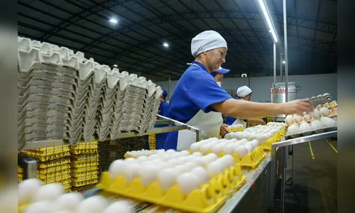 Arapongas é destaque na produção de ovos