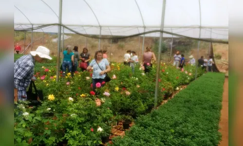 Produtores rurais são incentivados  a produzir flores  